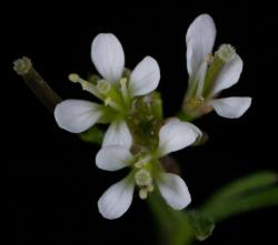 Cardamine hirsuta. Top view of flowers.
 Image: P.B. Heenan © Landcare Research 2019 CC BY 3.0 NZ